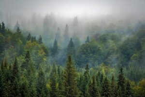 bergadder trees 975091