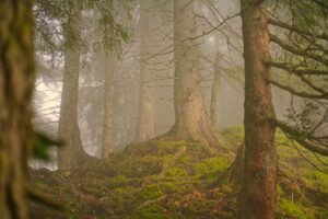 juncala forest 7406241