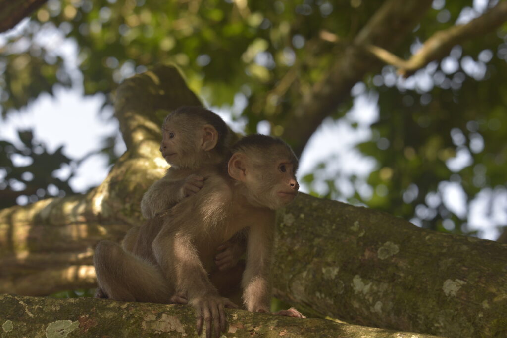 Monos capuchinos (Crédito_ @benjamin_lrt)